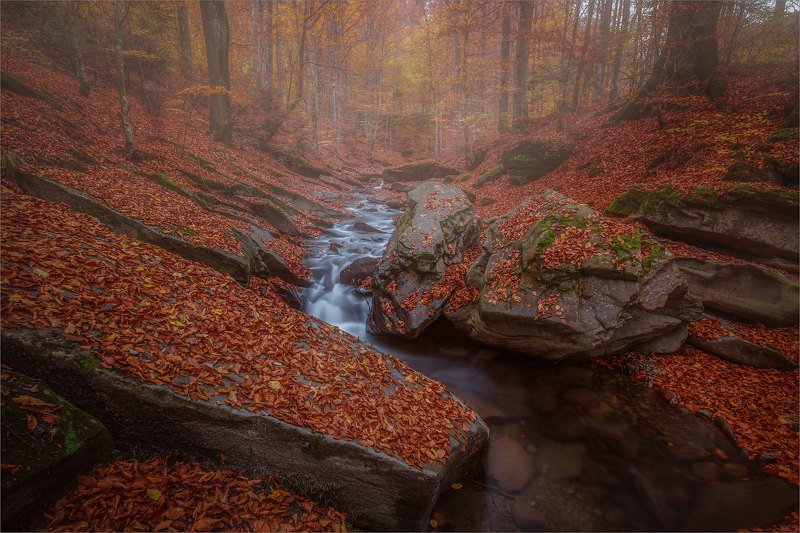 В Буковом лесуphoto preview