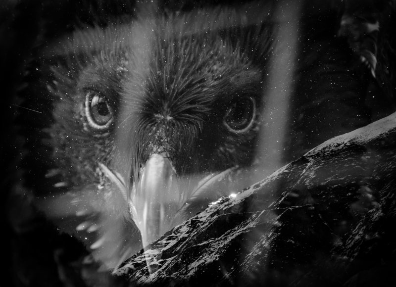 птица Бородач, Gypaetus barbatus, ягнятник, хищная птица, птица падальщик, чб фотография, мультиэкспозиция, птица в клетке, дагестанский заповедник, горы Тляраты Мечты о свободе...photo preview