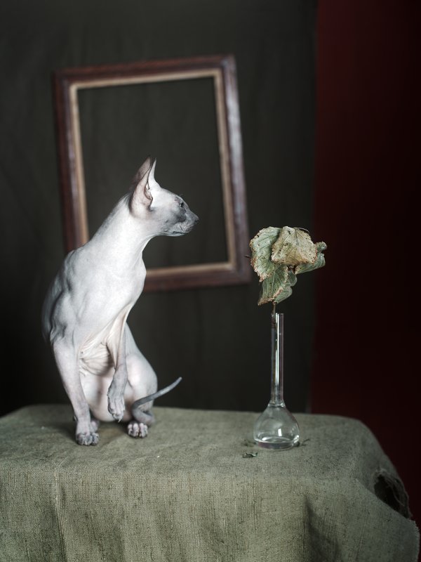 #spinks #stillife #igorkryukov #kerch #fashioncats Кто там?*photo preview