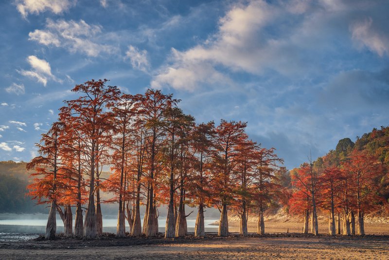 болотные кипарисы, озеро сукко, осень, Болотные Кипарисы на озере Суккоphoto preview