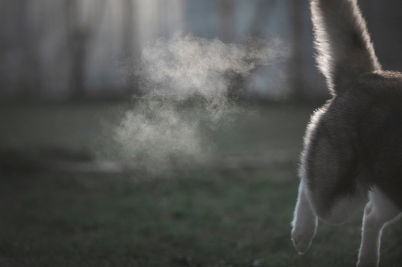 сибирский хаски photo preview