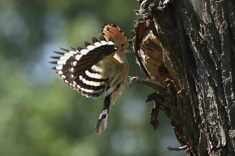 птицы birds Upupa epopsphoto preview