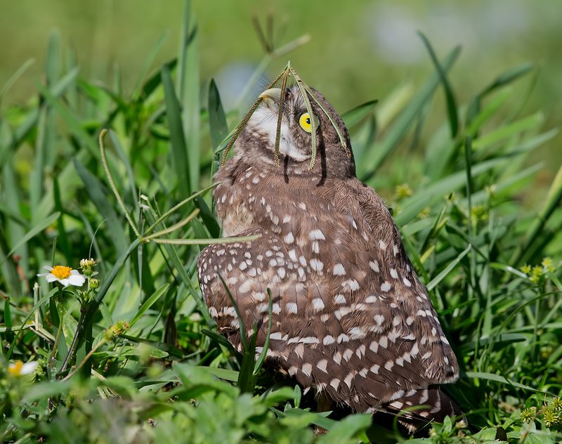 кроличий сыч, florida,burrowing owl, owl, флорида,сыч Сыч с зонтиком - Burrowing Owletphoto preview