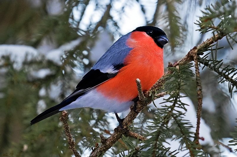 Снегирь на ветке...photo preview