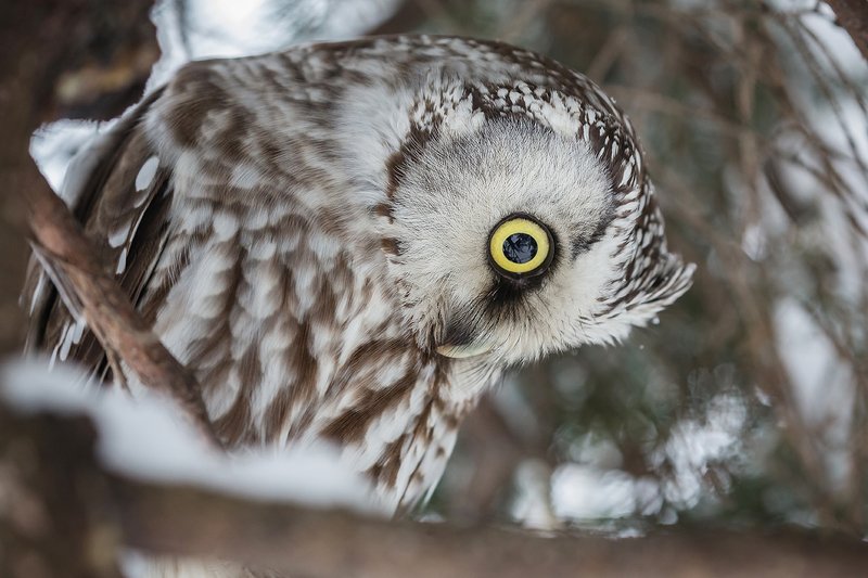 птица, дикая птица, хищная птица, орнитология, дикая природа, фотоохота, , сыч, сыч мохноногий, зима. охота, фотоохота, мышь Взгляд свысока. (Портрет мохноногого сыча)photo preview