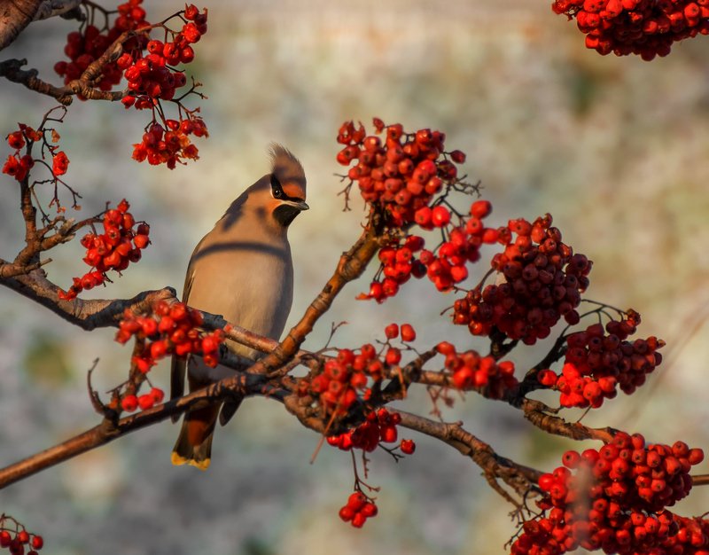 birds, птица, свиристель, зима, рябина, На январской рябине ..photo preview
