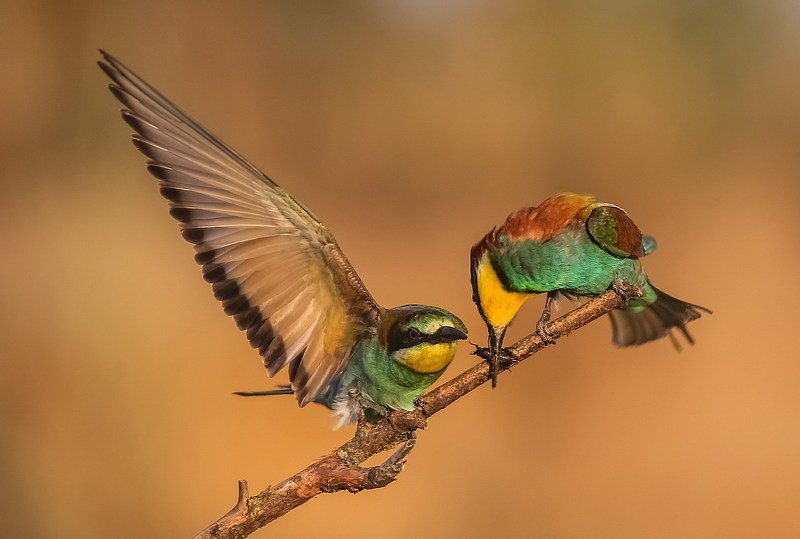 Щурка золотистаяphoto preview