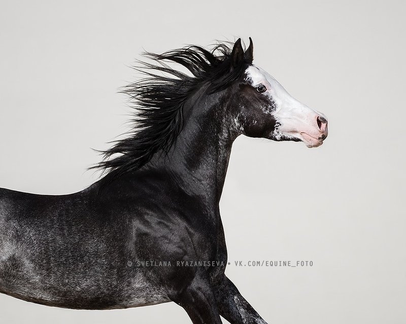 horse, лошадь, лошади, животные, animal GALLOWAY HOT PEPPERSphoto preview