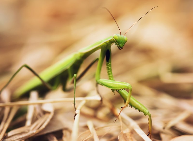 зелёный photo preview