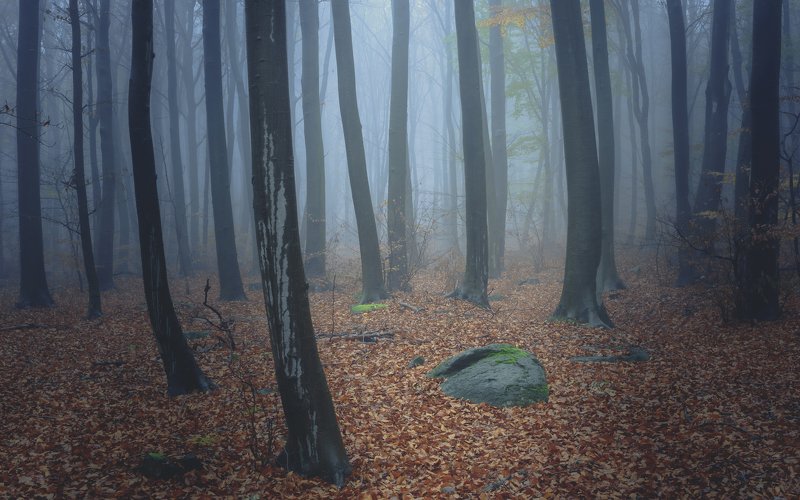 forest, rain, green, trees, autumn, fog, misty Mystical forestphoto preview
