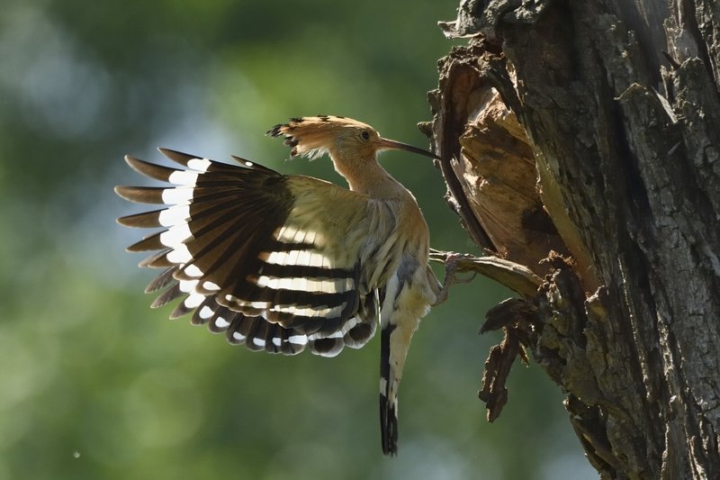 птицы birds Upupa epopsphoto preview