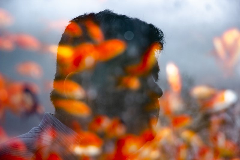 goldfish,fish,nowruz,celebration,human,animal Goldfishphoto preview
