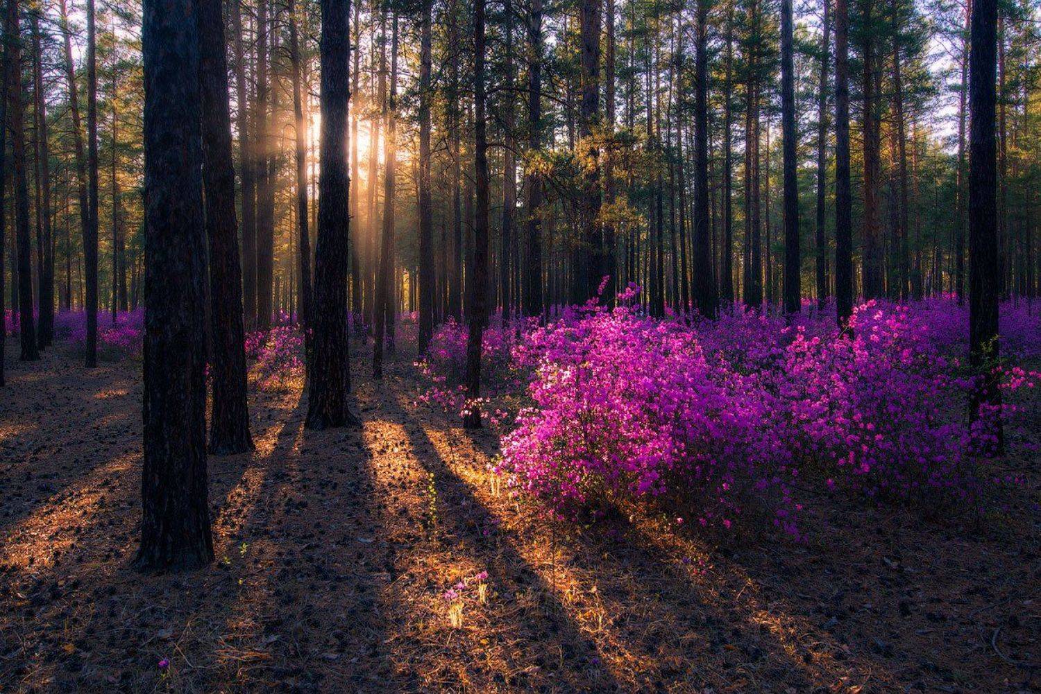 ***. Автор: Сергей Брагин , Сергей Брагин