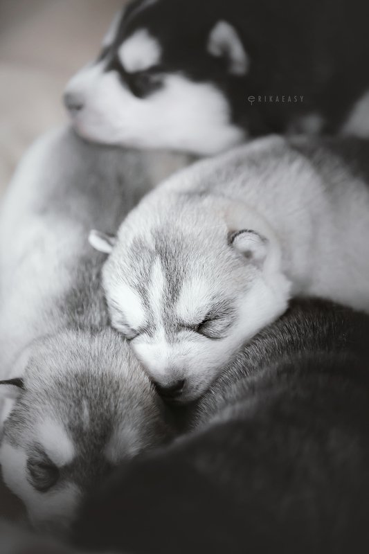 хаски, щенки Monochrome pilephoto preview