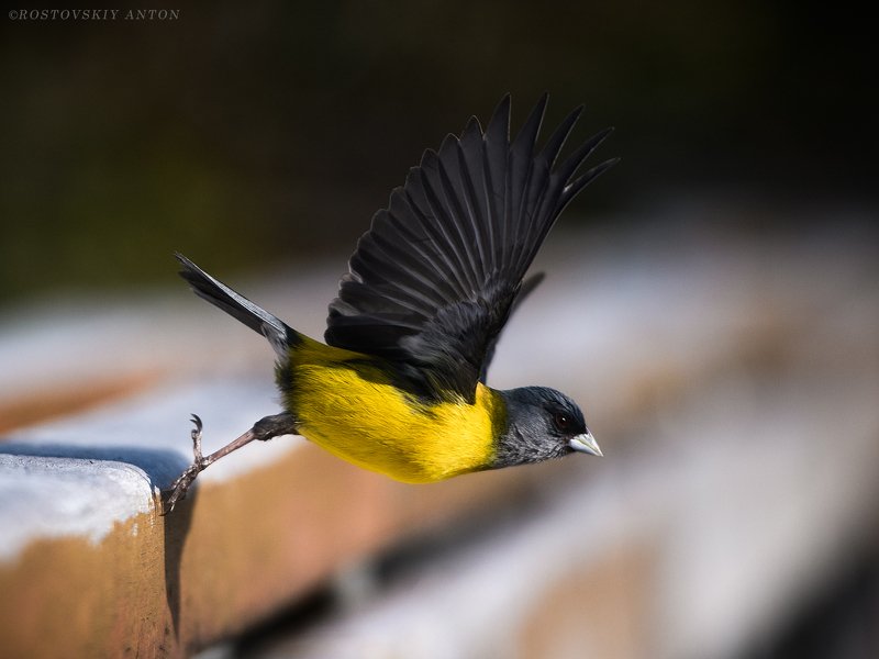 птица, крылья, Патагония, фототур, взмах, полёт, Стартphoto preview