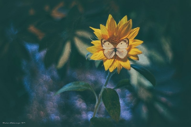 macro, nature, butterfly Ugly, Dirty, Old VIIIphoto preview