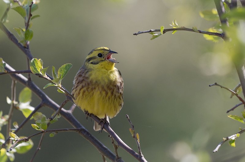 природа, птицы, овсянка, песня, куст Песняphoto preview