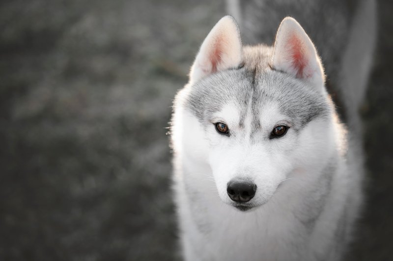 сибирский хаски Hakuphoto preview