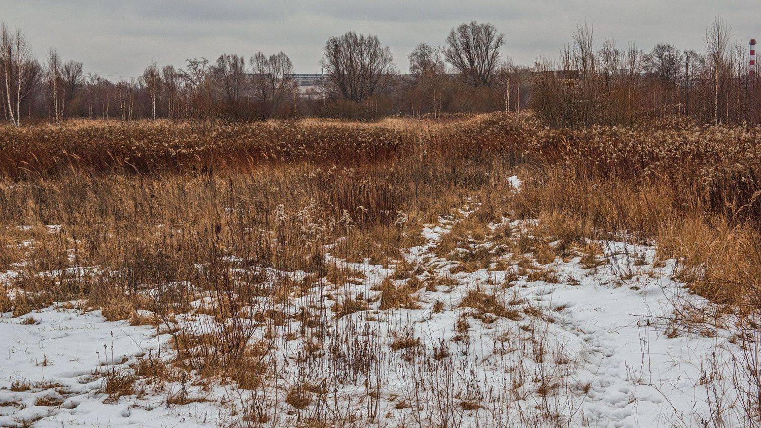 пейзаж, кулебаки, landscape, winter, зима, снег, snow, поле, трава, кустарник, field, grass, bush, Владимир Васильев