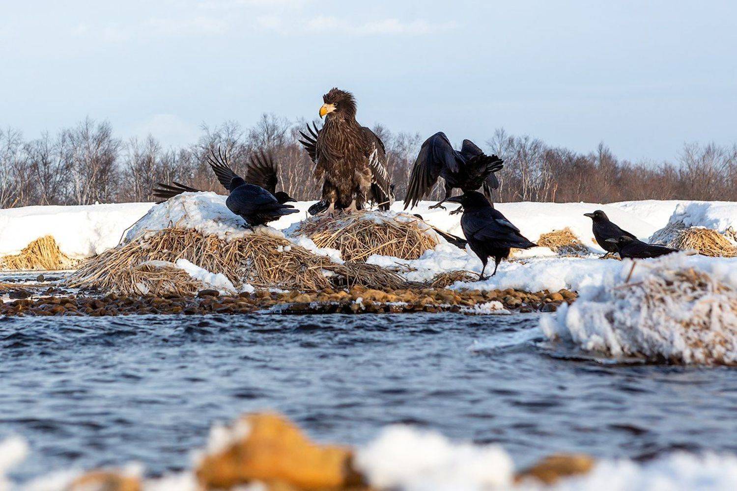 Чужак. Автор: Денис Будьков камчатка, орел, природа, путешествие, фототур, пейзаж, зима, Денис Будьков