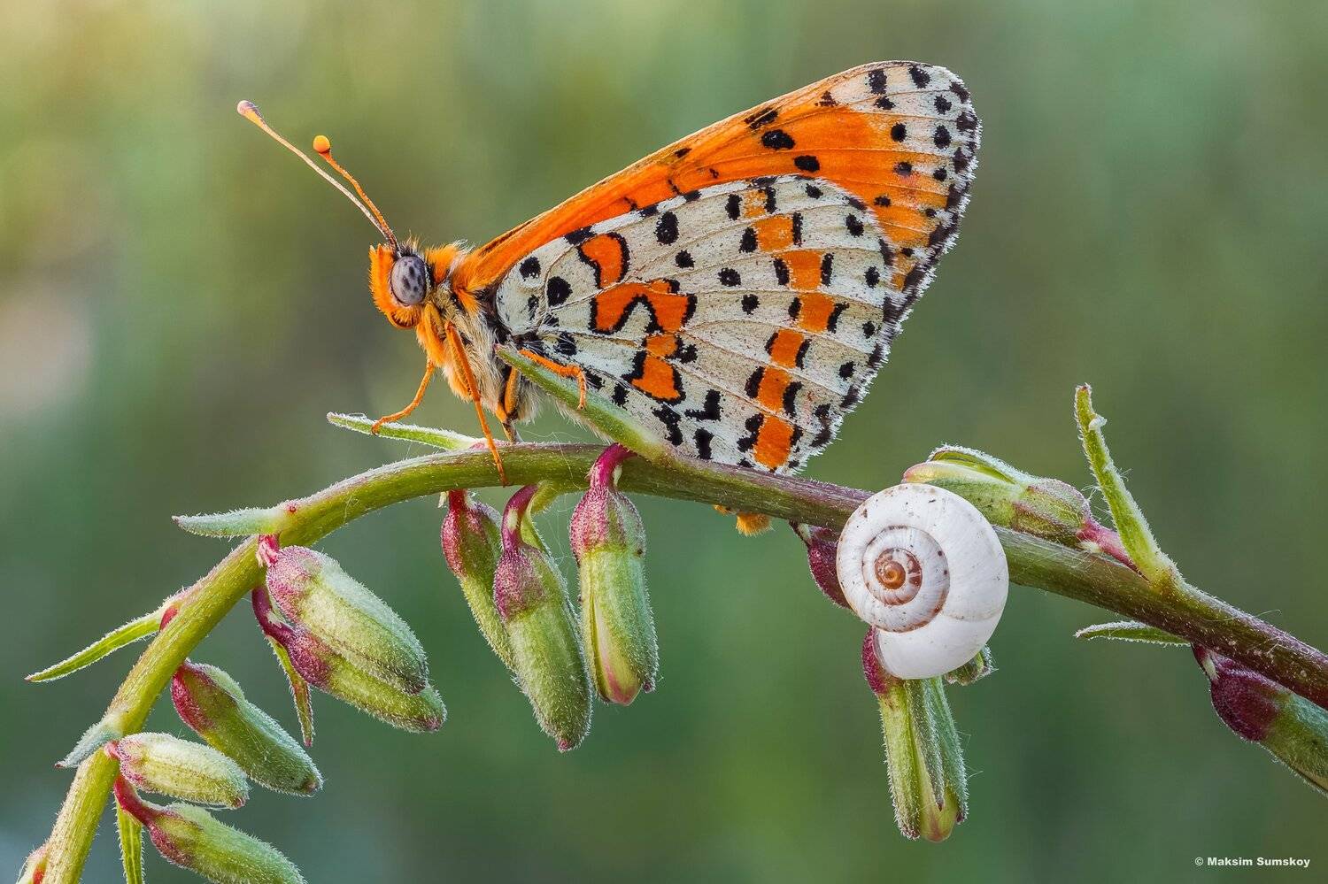 макро,стекинг,индустар,утро,бабочка,улитка,шашечница, Максим Сумской