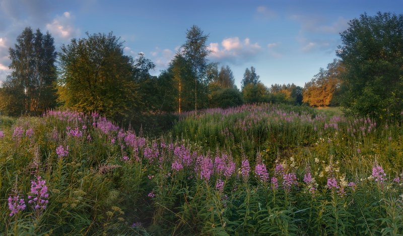 питер, пушкин, царское, царскоесело Когда цвёл иван-чайphoto preview