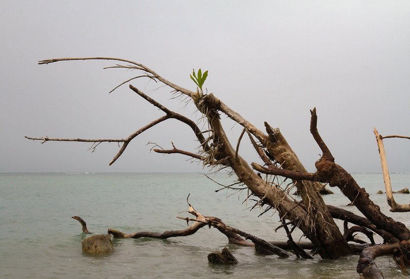 Жизнь продолжается фото превью