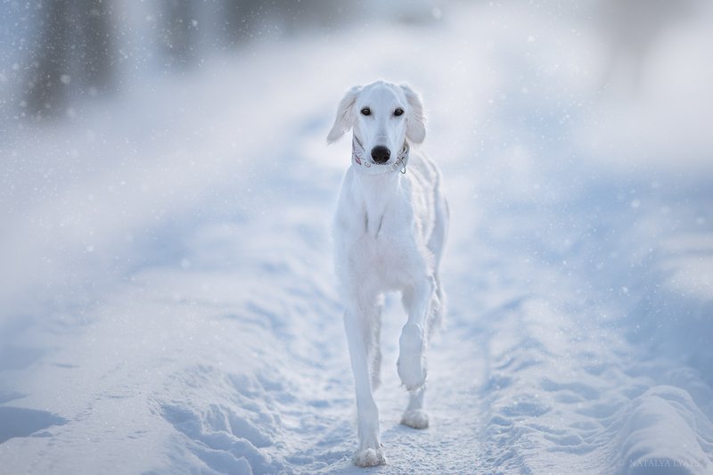 собака, животные, dog, animal, снег, зима, winter, snow, white Белое на беломphoto preview