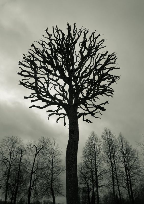 царское село, пушкин Другойphoto preview