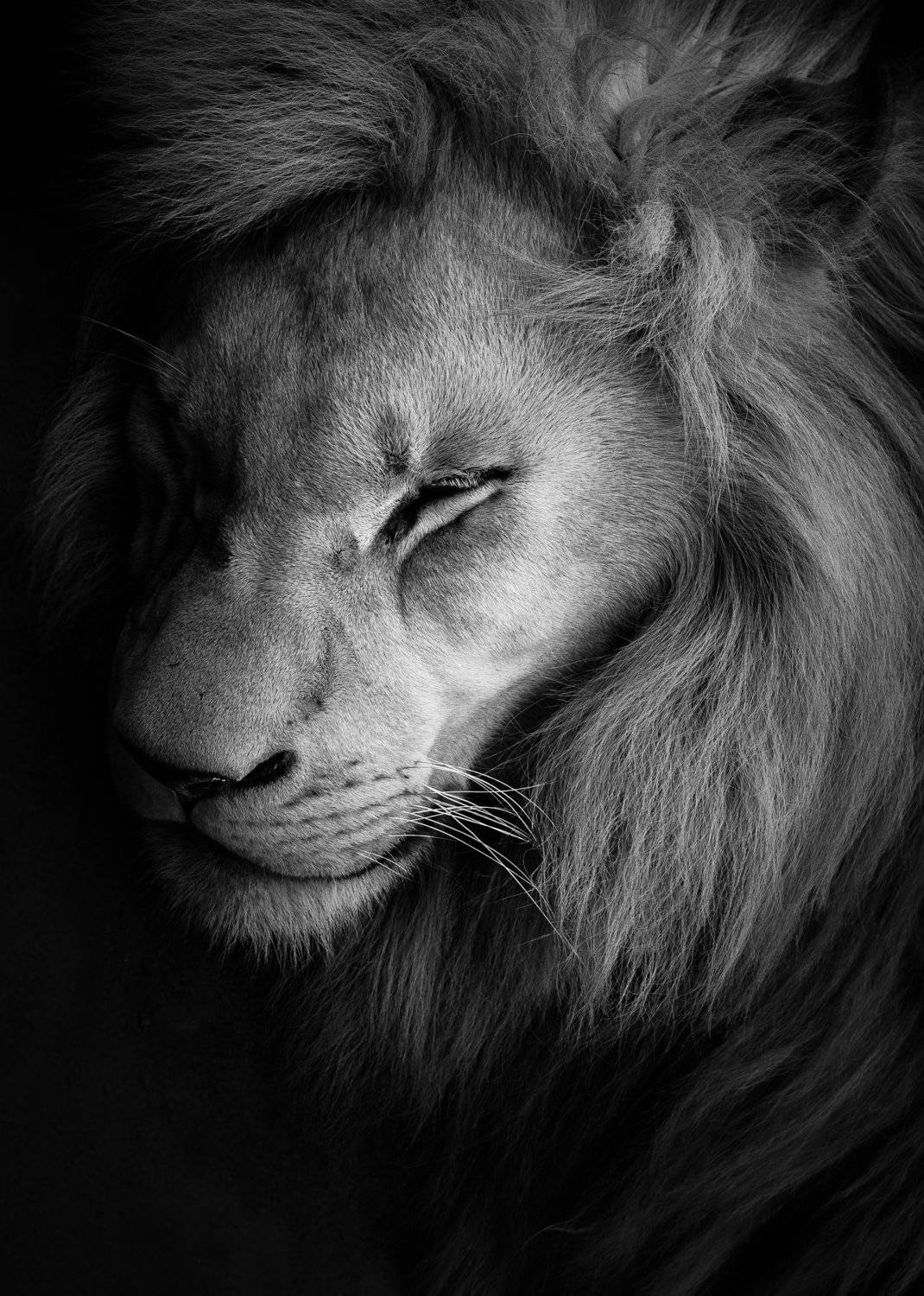 Sleeping lion. Автор: Полина Хрол cat, lion, wild, blackandwhite, blackandwhitephotography, wildanimal, wildanimals, wildlife, wildlifephotography, wild_animal, wildanimalphotography, животные, дикие животные, лев, чб, чёрно-белое, беларусь, минск,минский зоопарк, Полина Хрол