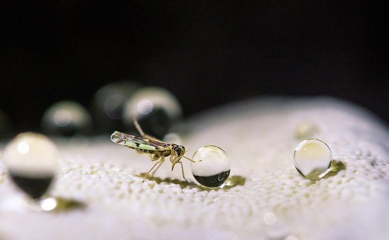 цикадка, гриб-трутовик, гуттация Удар, еще удар!photo preview