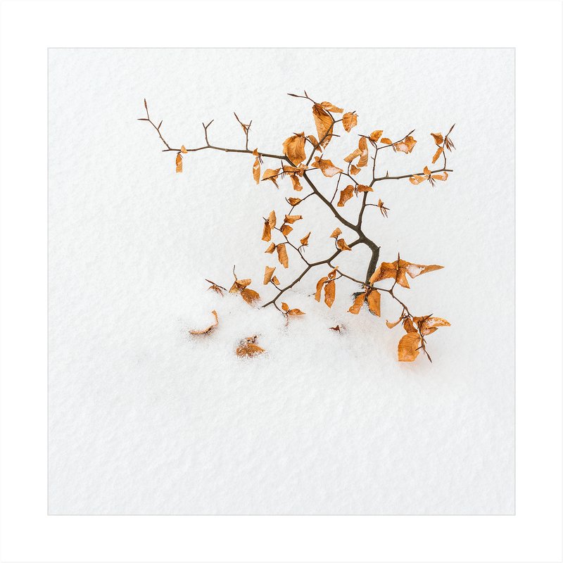 Весна, лето, осень, зима.. и снова веснаphoto preview