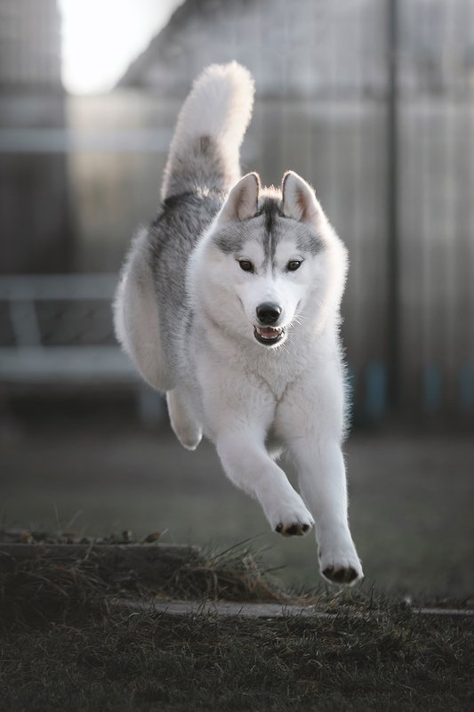 сибирский хаски Haruphoto preview