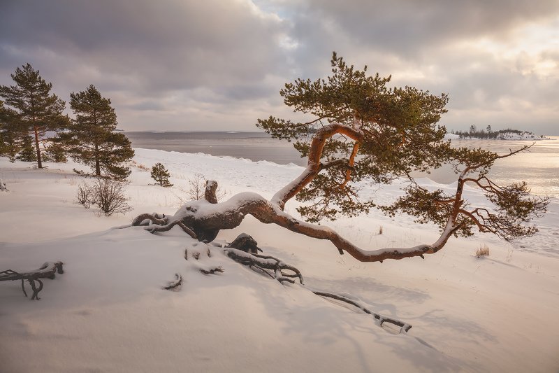Ладожские шхеры зимой, зимняя Ладога, Карелия, сосна \