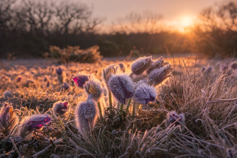 крым, сон-трава, прострел, весенний крым, весна в крыму, цветы, первоцветы, туризм, россия, путешествия, фототур в крым, фототуры, туру в крым Весна, мы скучаем...photo preview