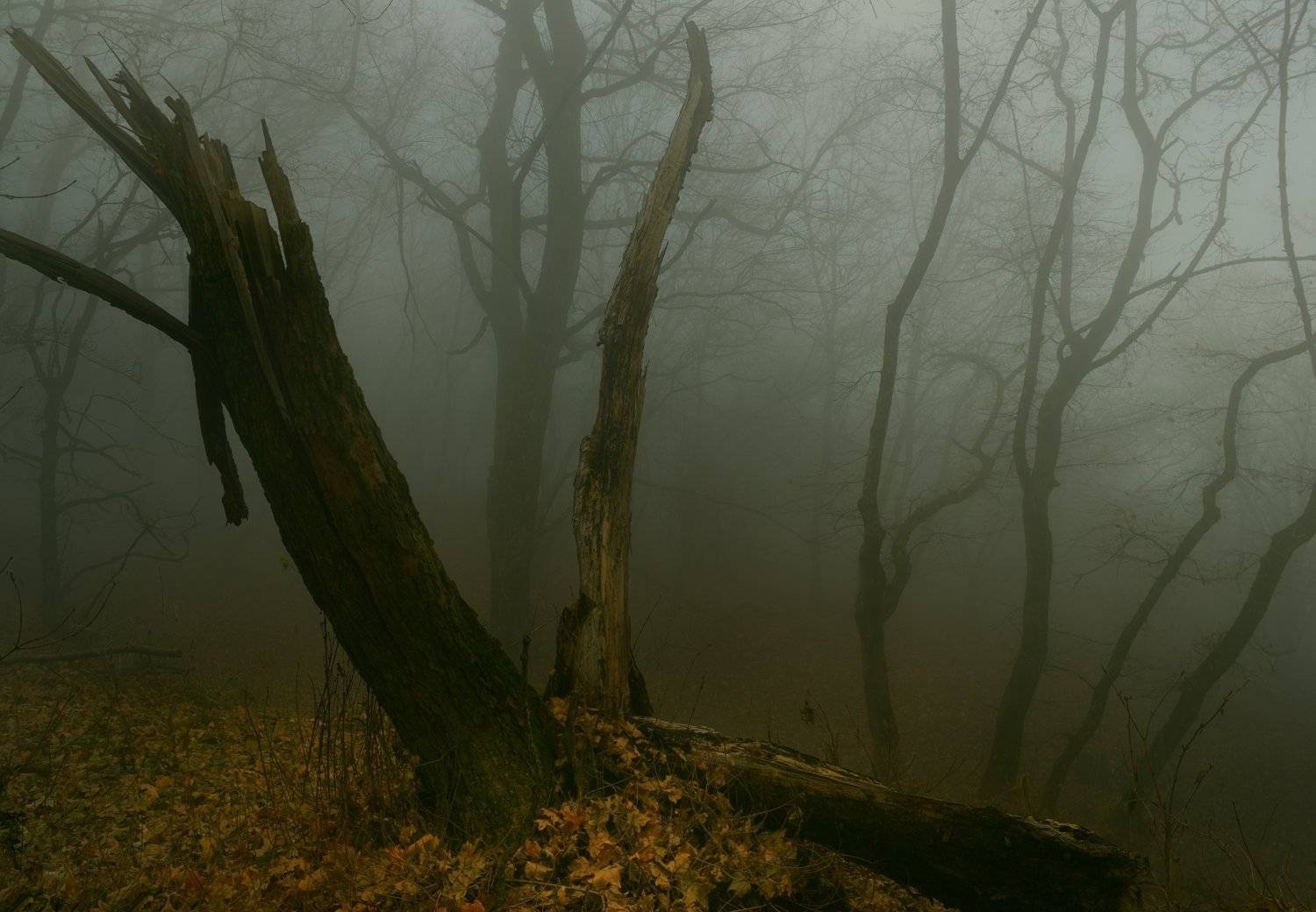 В тумане. Автор: Александр Жарников осень листва утро деревья туман, Александр Жарников