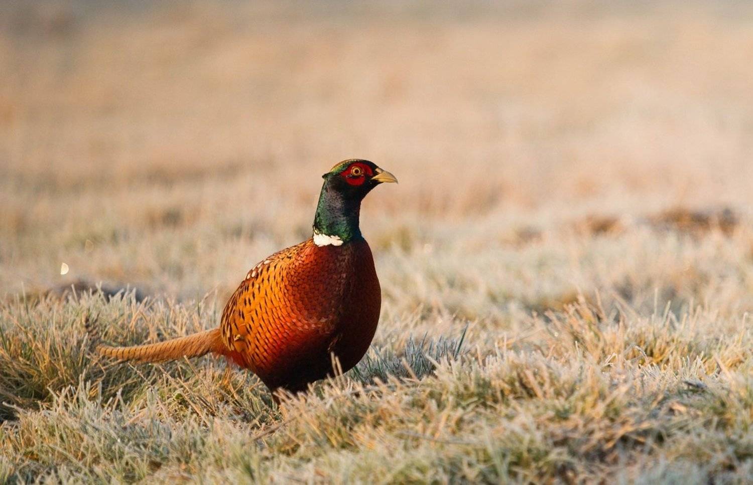 , Janina J?drzejewska-Szombara