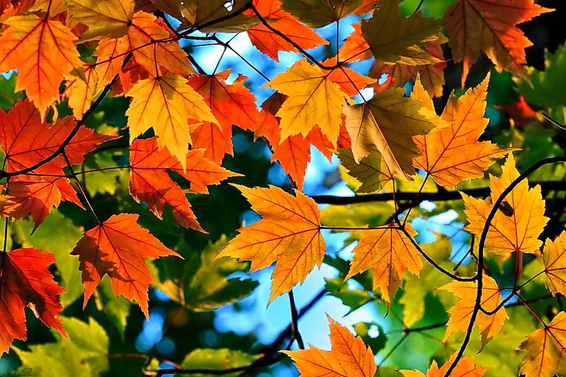 Что такое осень...photo preview