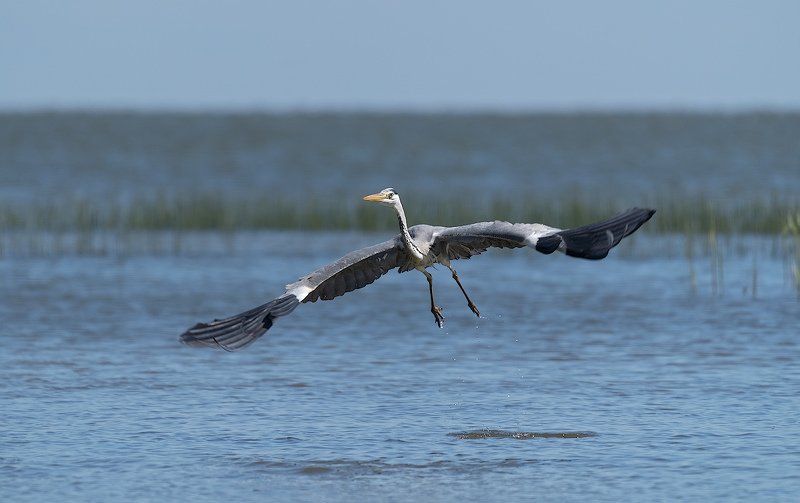 природа, птицы, цапля, взлёт Up!photo preview