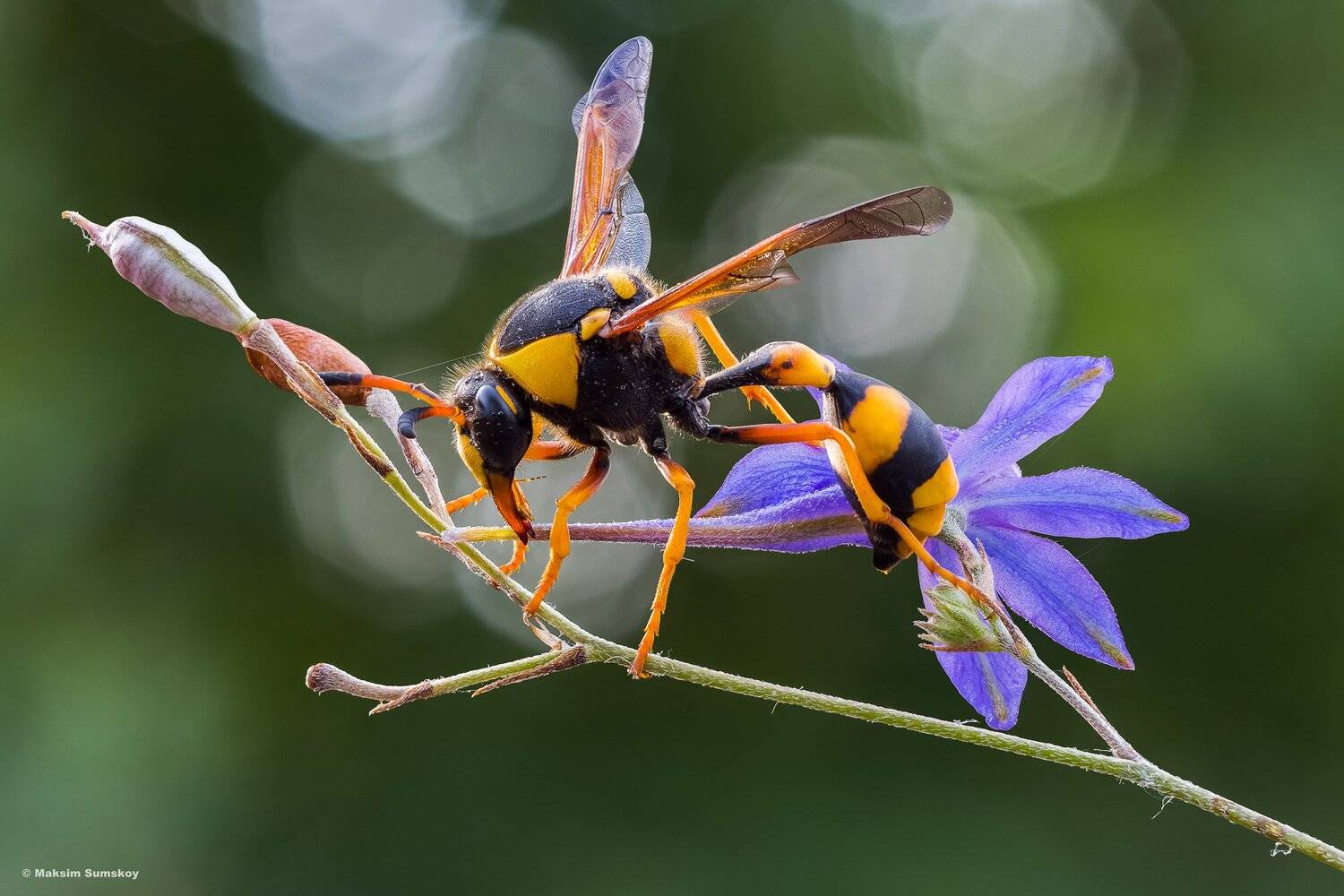 макро,стекинг,индустар,утро,оса, Максим Сумской
