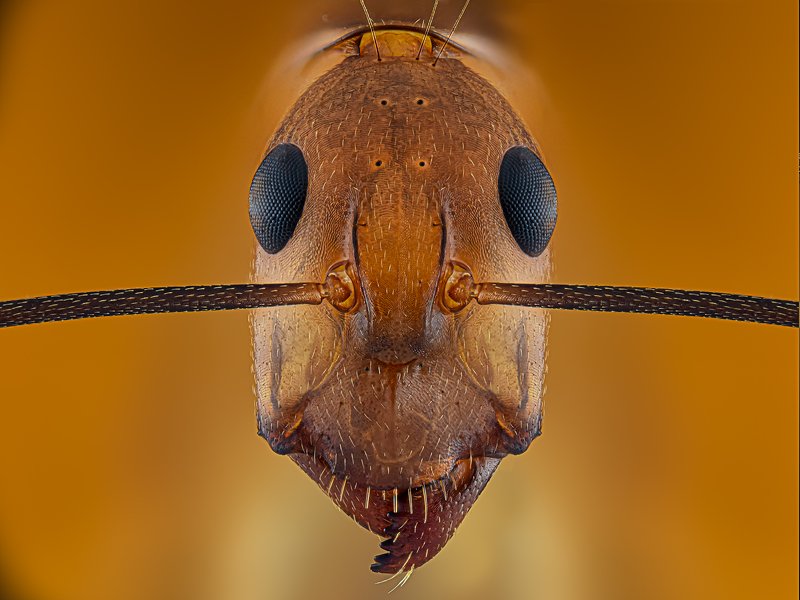 yellow crazy antphoto preview