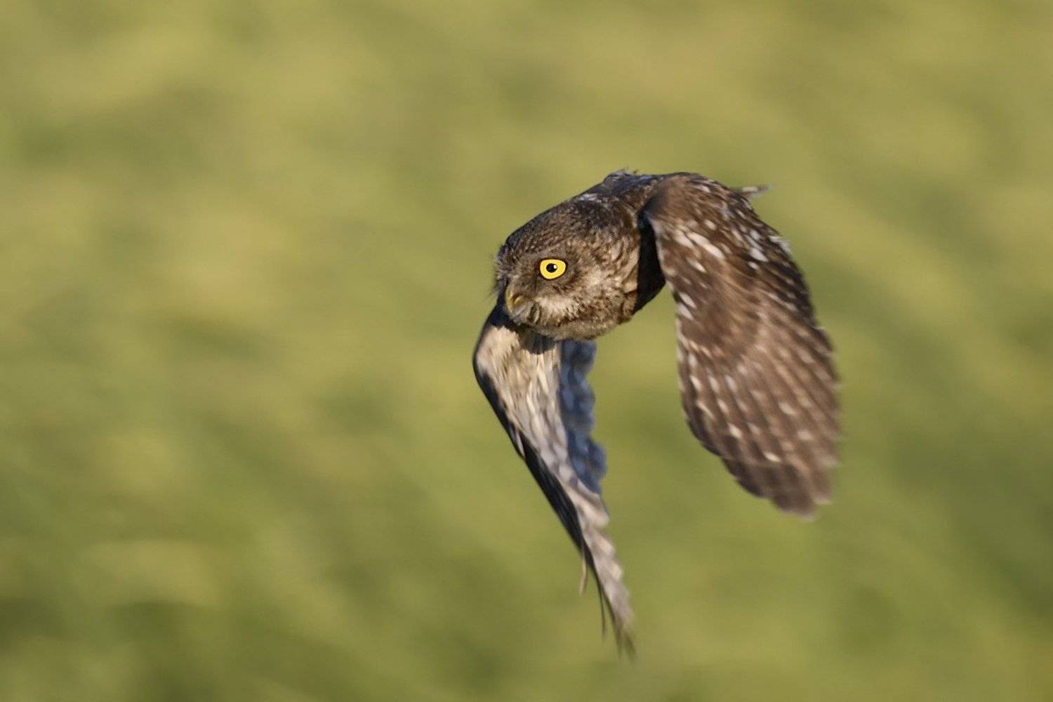 птицы birds, Jaroslav Mego