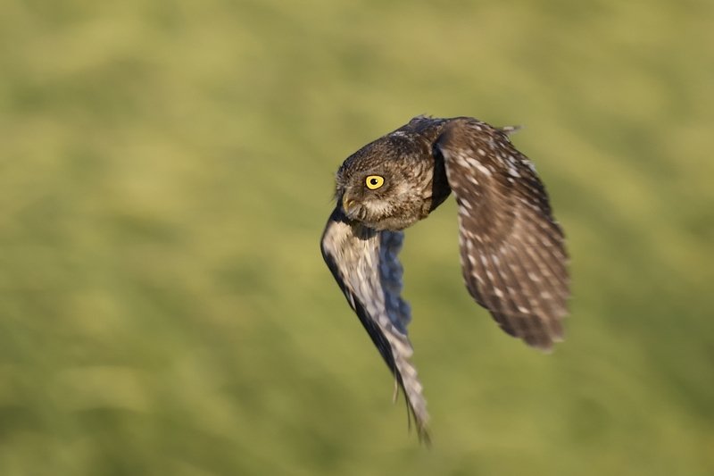 птицы birds Athene noctuaphoto preview