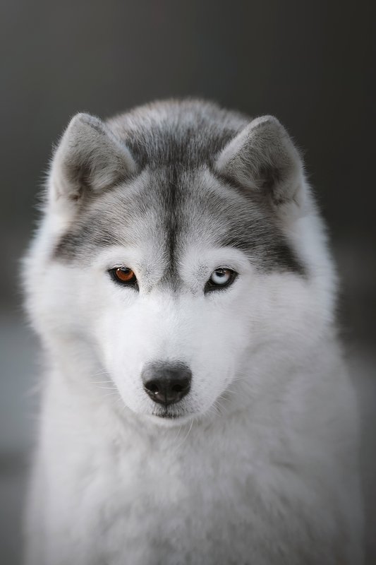 сибирский хаски Avroraphoto preview