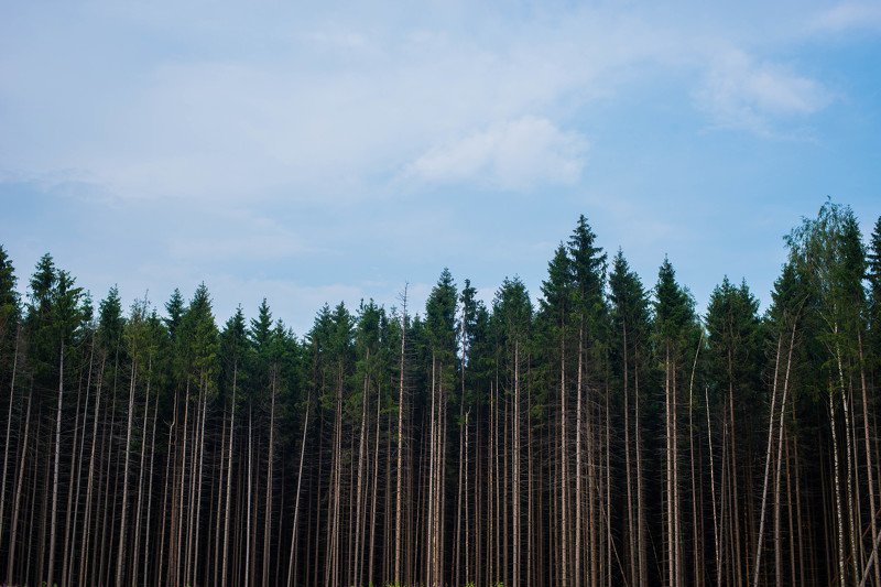 berendey пики точеные или...photo preview