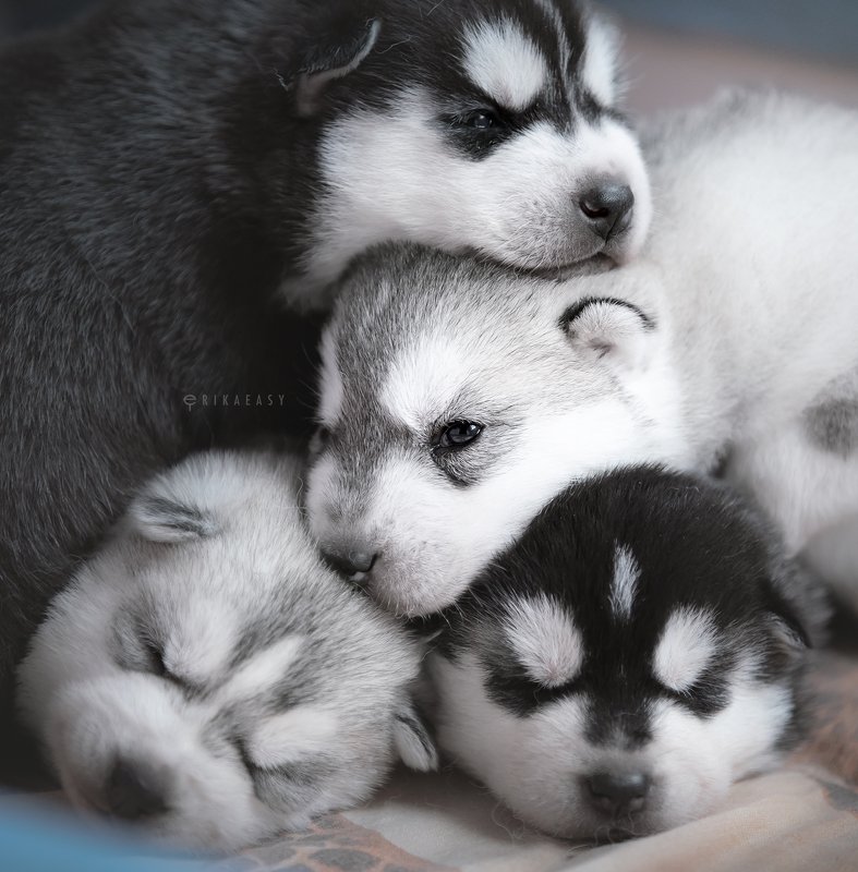 хаски, щенки puppies!photo preview