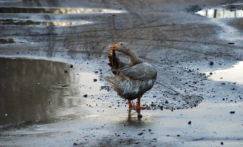 А лужа грязная была ...photo preview