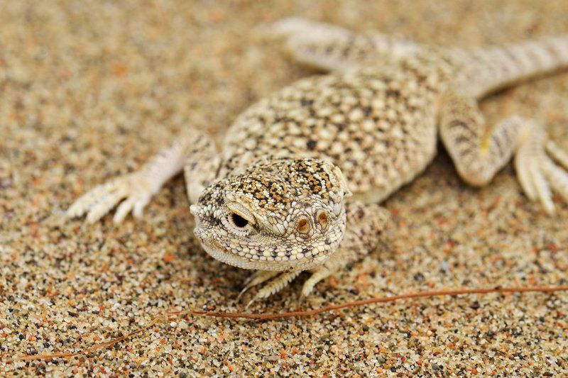 nikon, d7000, asia, kazakhstan, nature, wildlife, lizard, казахстан, природа, круглоголовка Парень в доску свойphoto preview