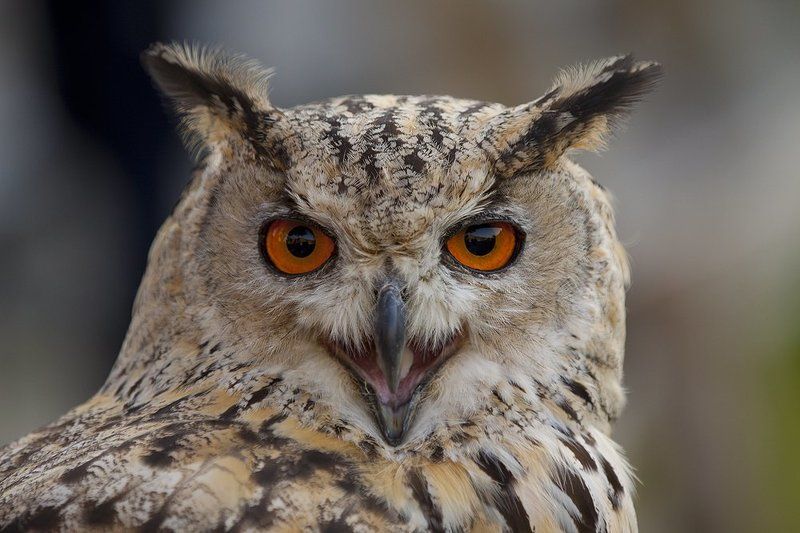 А ведь тоже хищник.photo preview