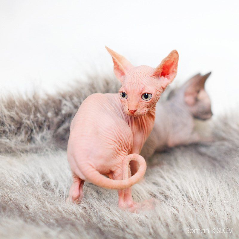 без ГМО)photo preview